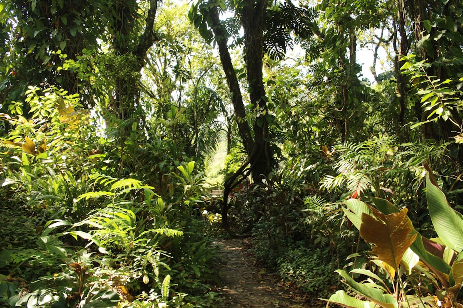 Dense tropical forest with lush greenery and various plant species. Sunlight filters through the canopy, creating patterns of light and shadow on the forest floor. Vines hang from the tall trees, and the path meanders through the vegetation.