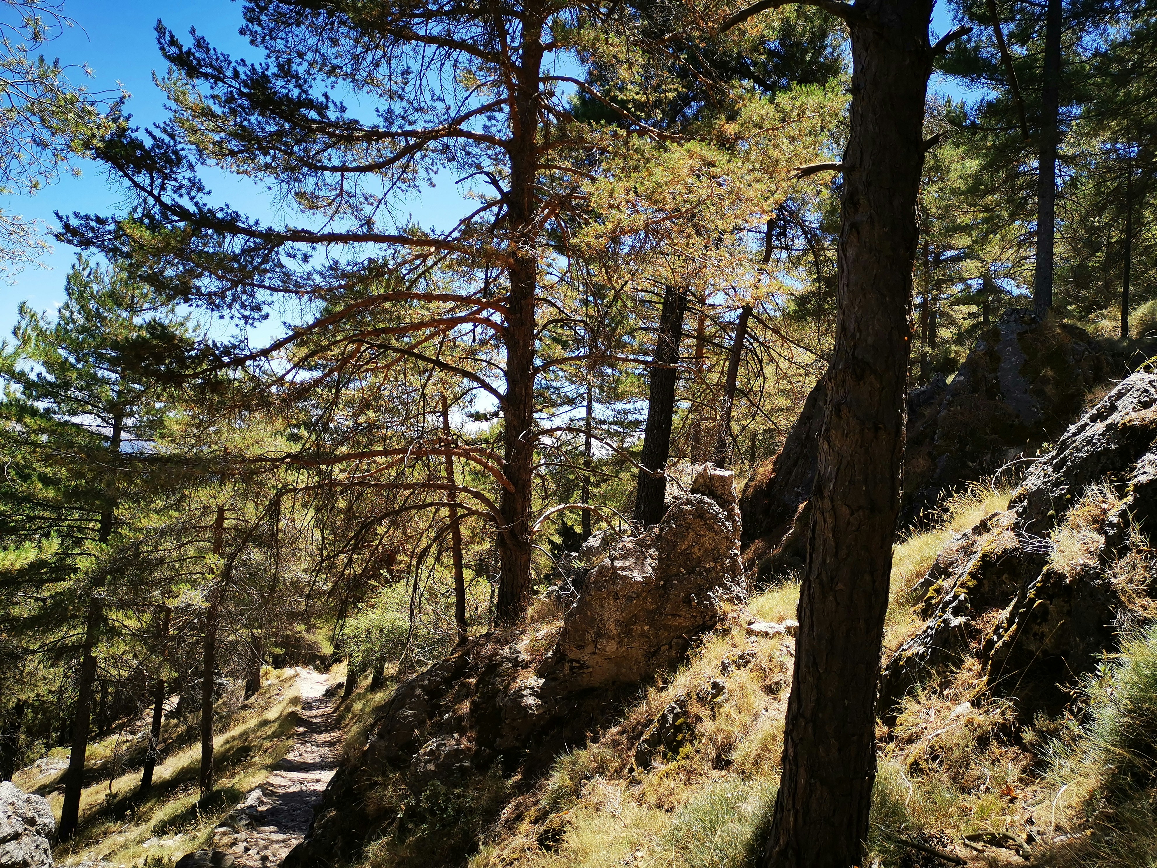 green-leafed trees