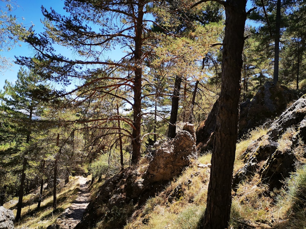 green-leafed trees