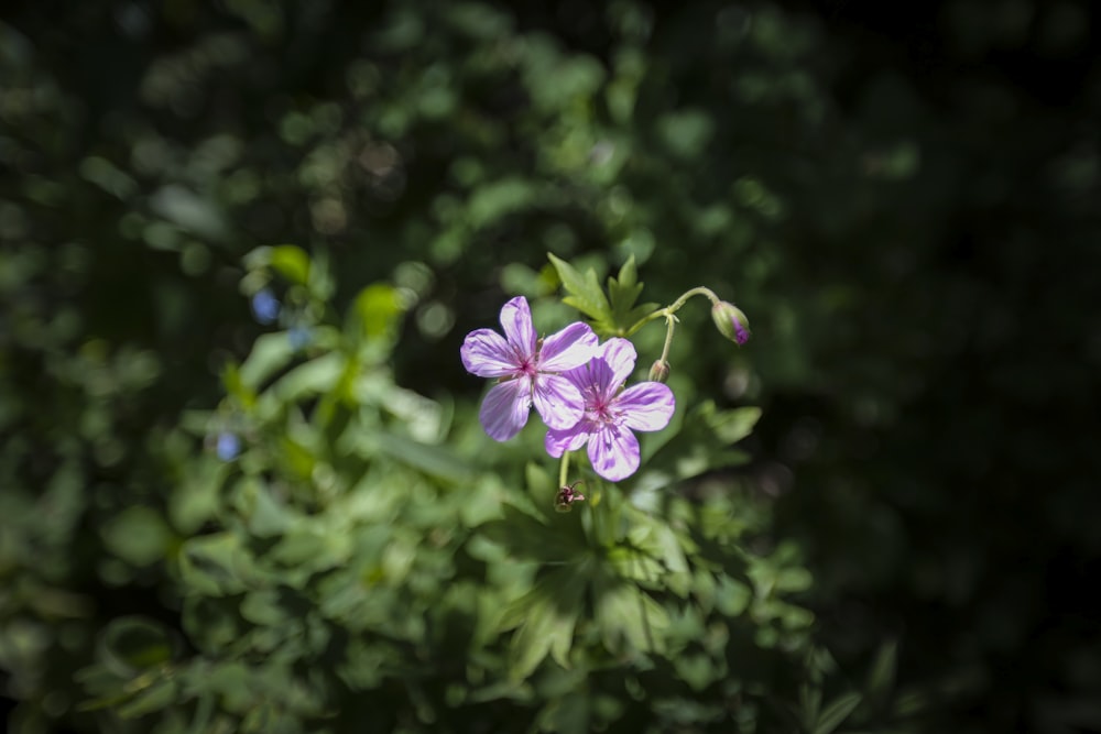 lilablättrige Blume
