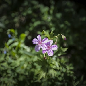 purple-petaled flower