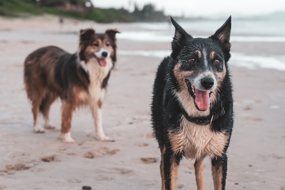 foto a fuoco superficiale di cane bianco e nero a pelo lungo