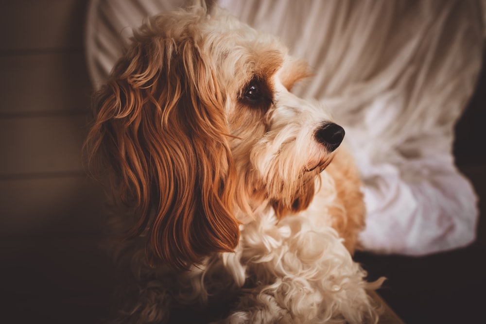 long-coated tan dog