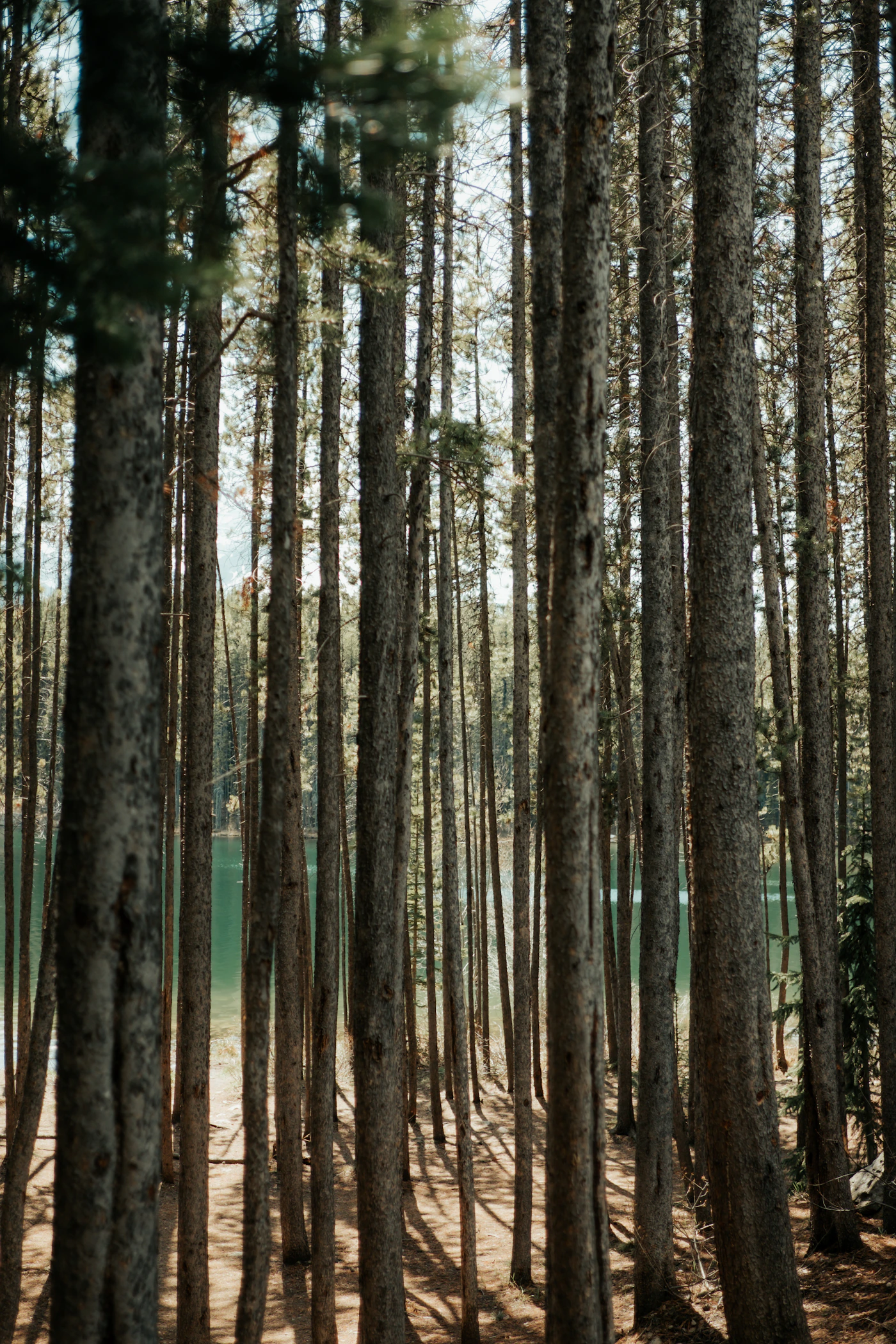 Tall straight pine trees in Muskoka forest with a lake visible through the trunks, dappled afternoon light filtering through the high canopy