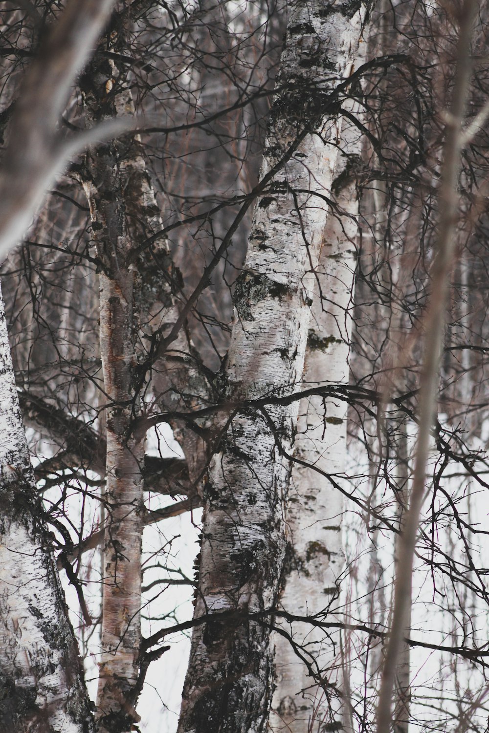 bareless tree