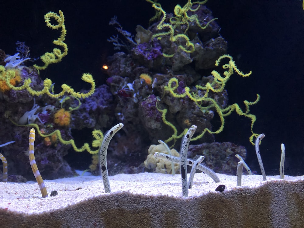 fish tank with decorations