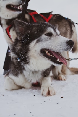 Close-up of eager sled dogs harnessed and ready, their breath visible in the cold air.