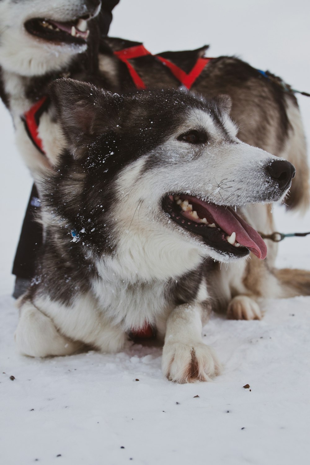 雪の上に横たわる犬
