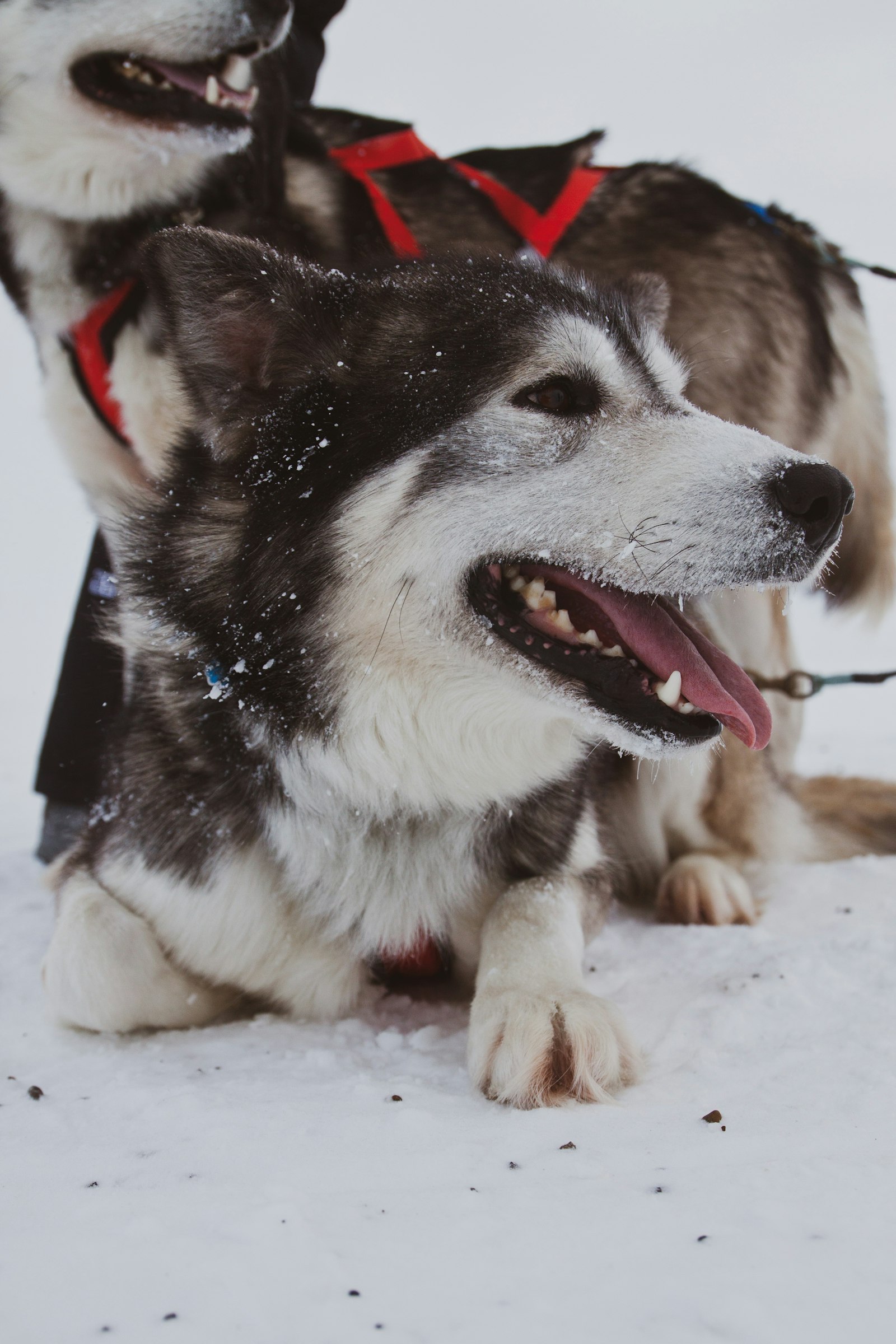 Canon EOS 50D + Canon EF-S 17-55mm F2.8 IS USM sample photo. Dog lies on snow photography