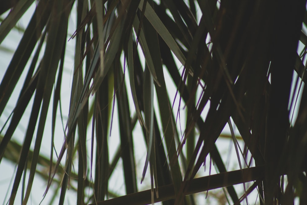緑のヤシの植物のマクロ撮影