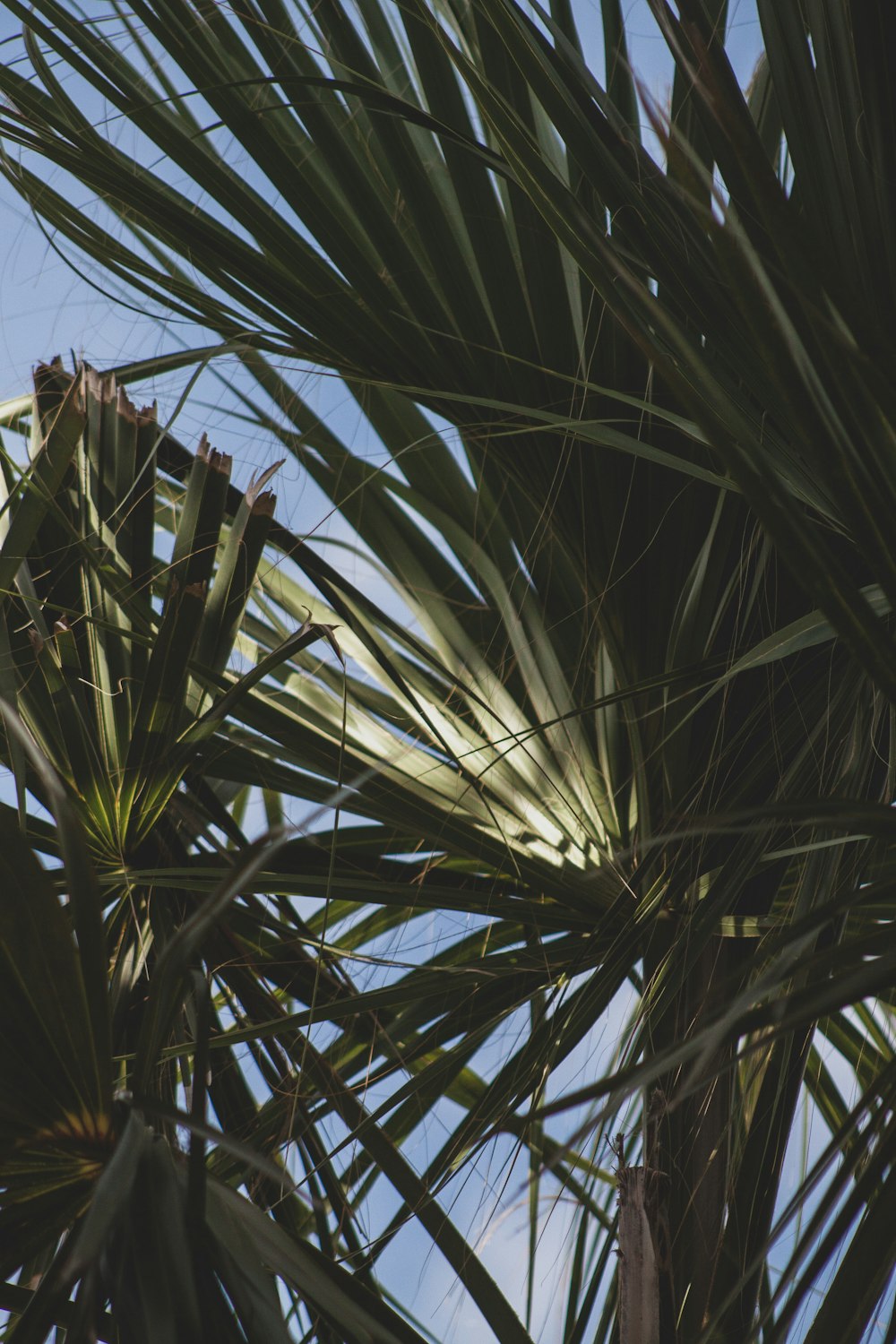 green-leafed tree