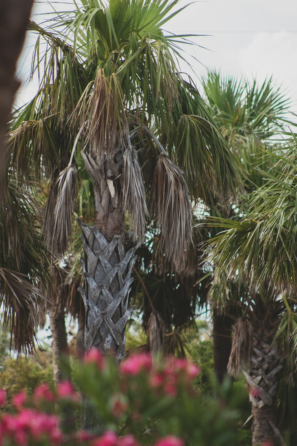 green-leafed tree during datime