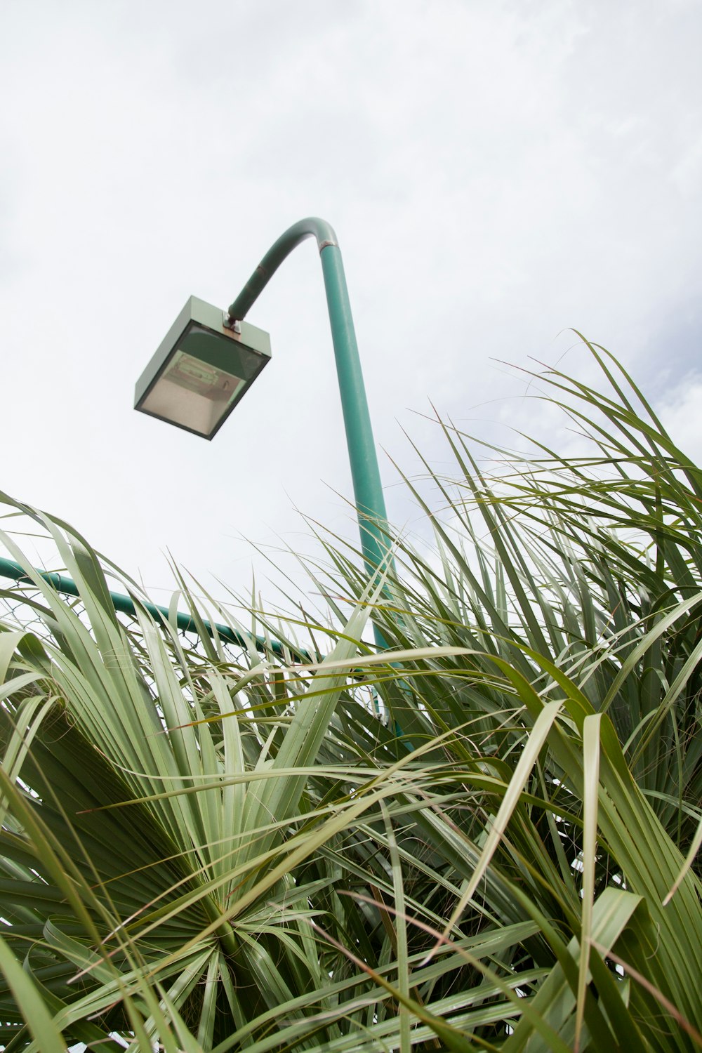 green palm plants besides green lamp pole