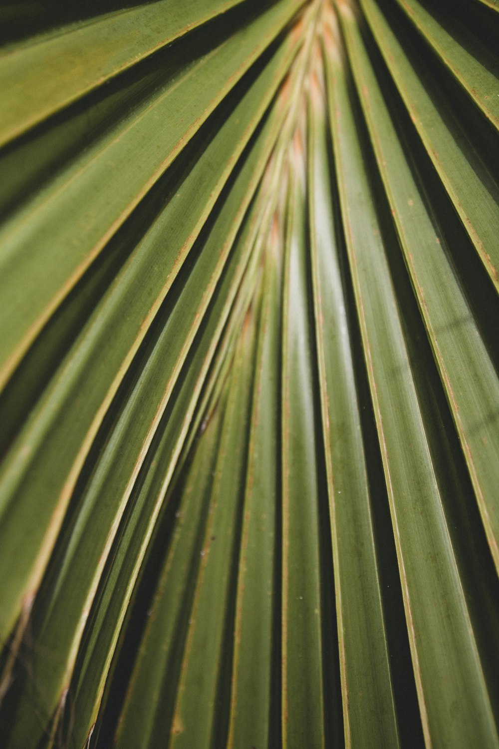 a close up of a green palm leaf