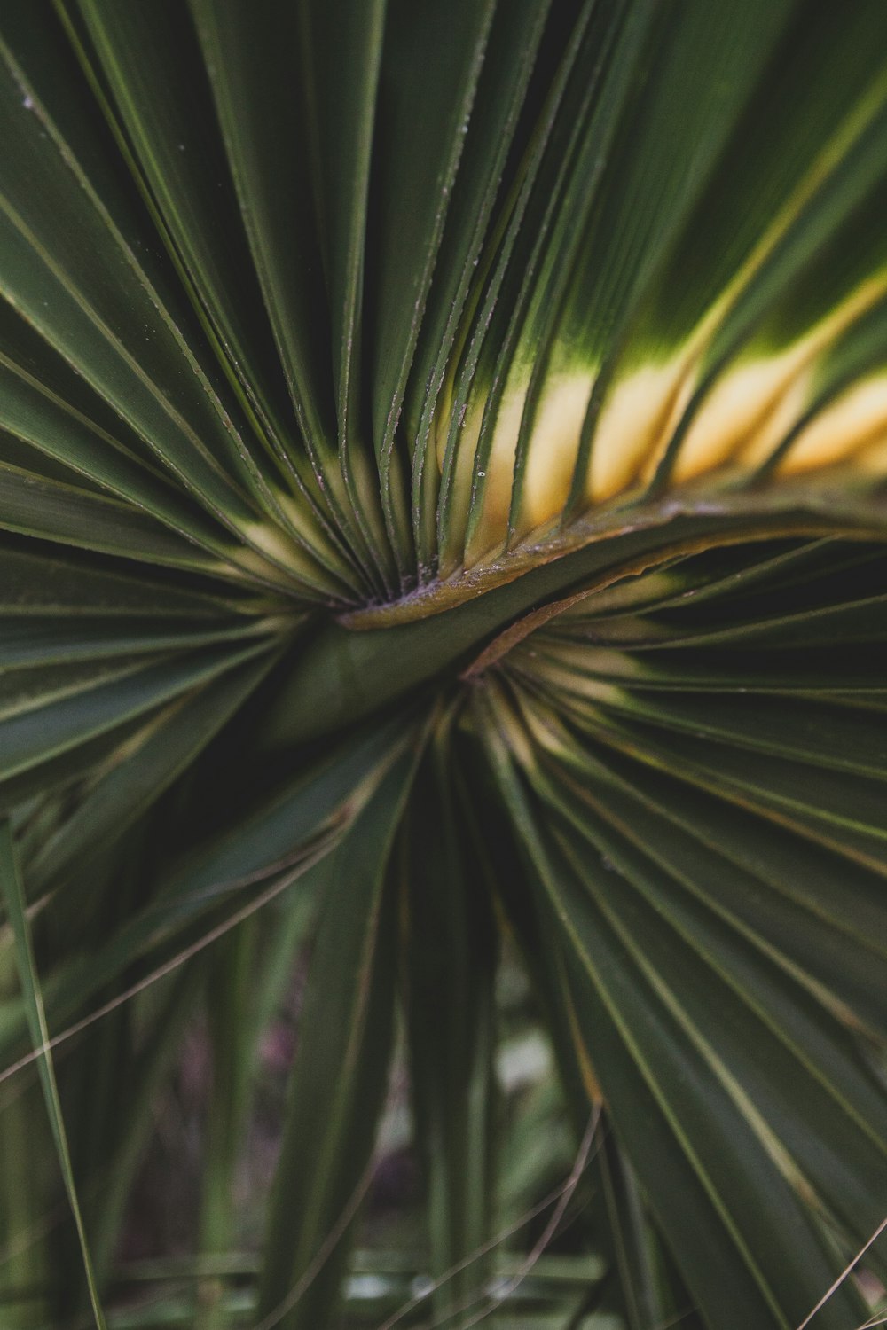 Makrofotografie der grünen Palmenpflanze