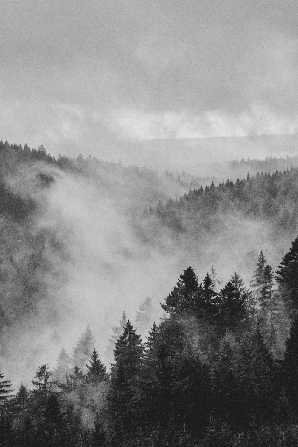 grünblättriger Baum