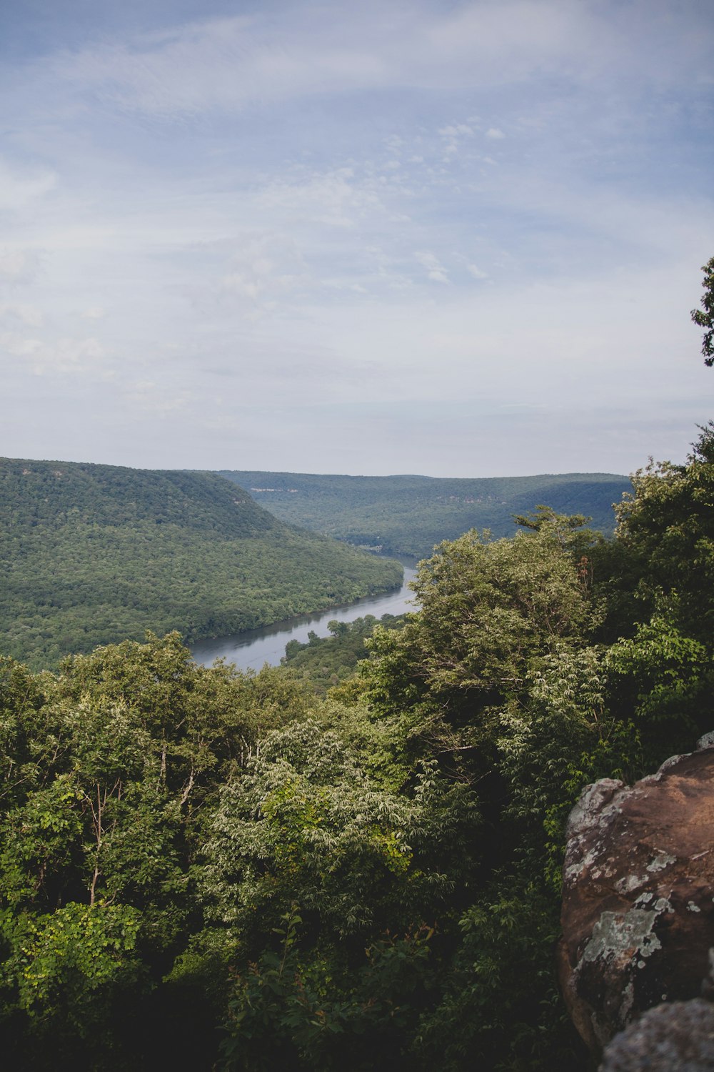 Terrain d’arbres verts près de la rivière pendant la journée