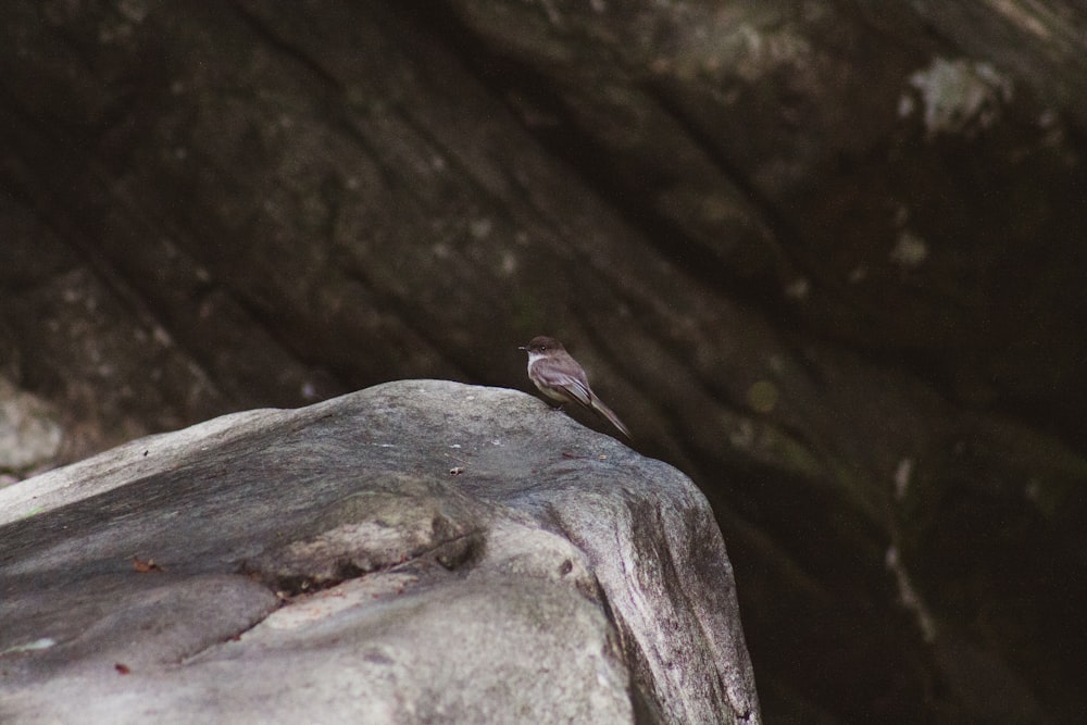 Uccello marrone su roccia