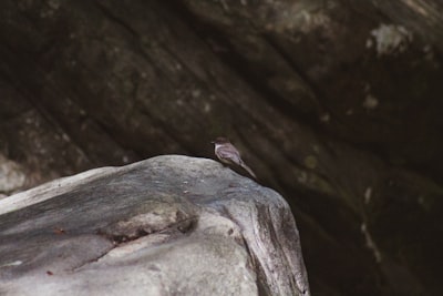 brown bird on rock tennessee google meet background