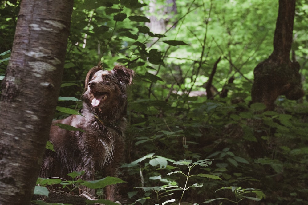 dog standing near tree