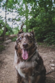 A happy Australian Shepherd sits on a dirt path surrounded by a lush forest. The dog's tongue hangs out, and its eyes are bright, showing a lively and playful demeanor. The background is filled with green foliage and the light filtering through the leaves creates a bokeh effect.