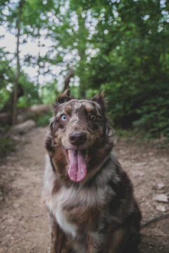 Australian Shepherd dog with a gentle expression standing in a sunlit garden.