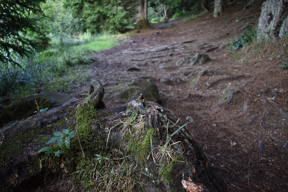 tree roots showing on ground near field