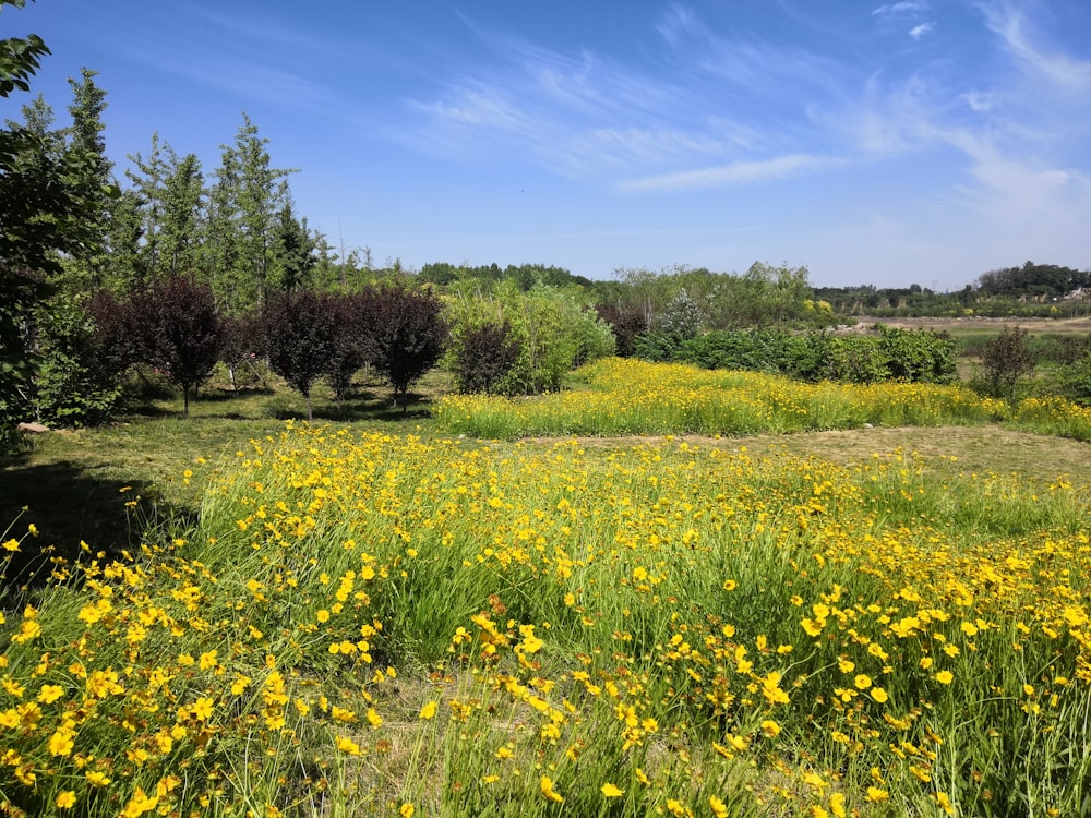 yellow-petaled flower field