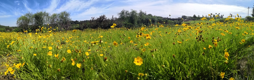 bed of cosmos flower