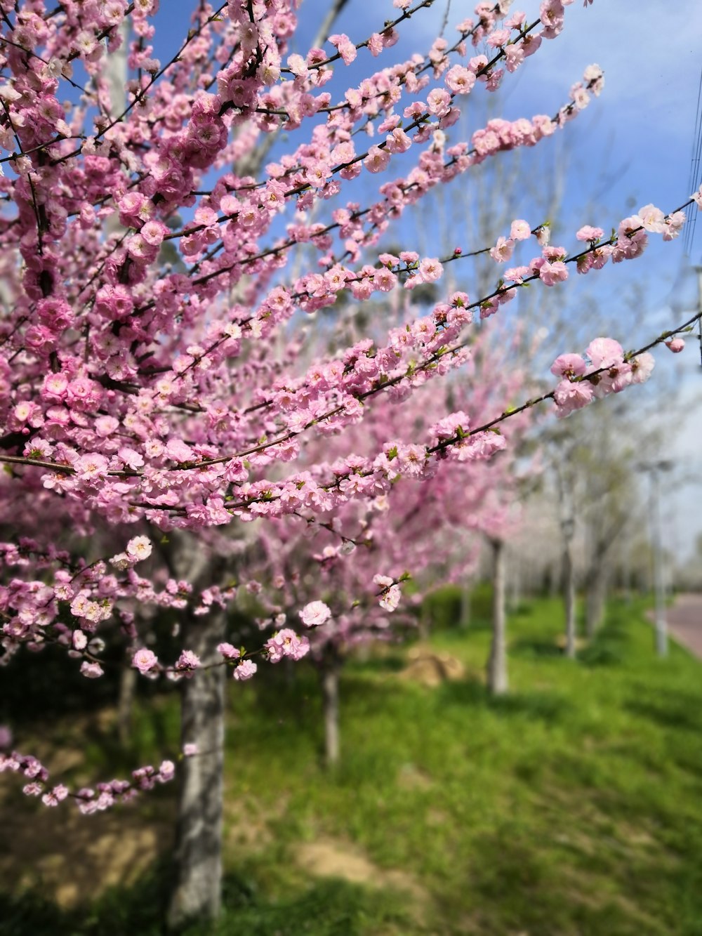 pink plum trees macro photography