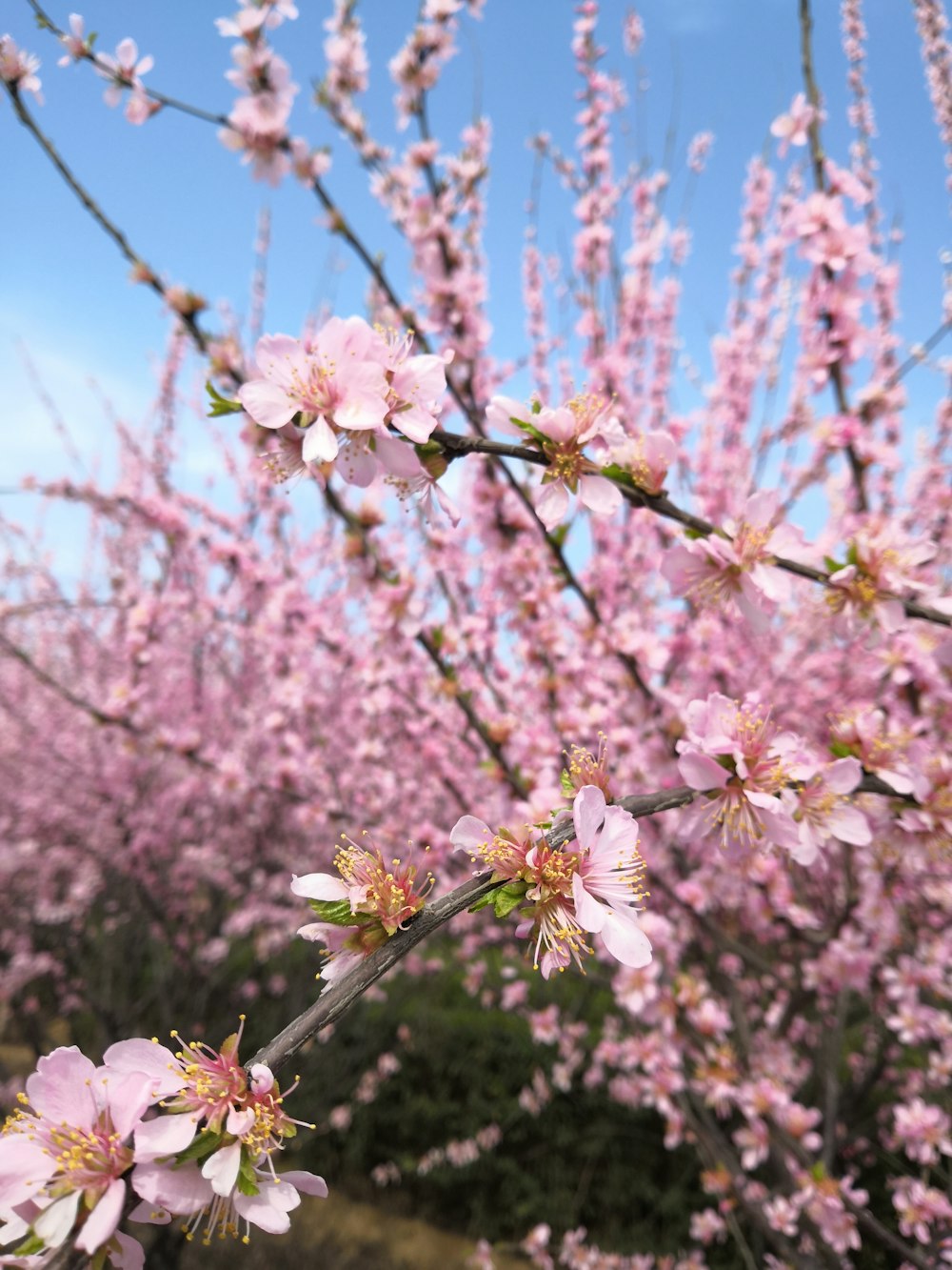 selective focus photo of cherry blossoms