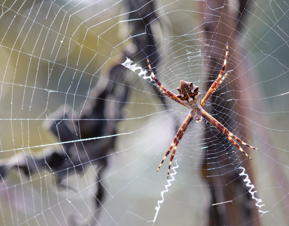 brown spider