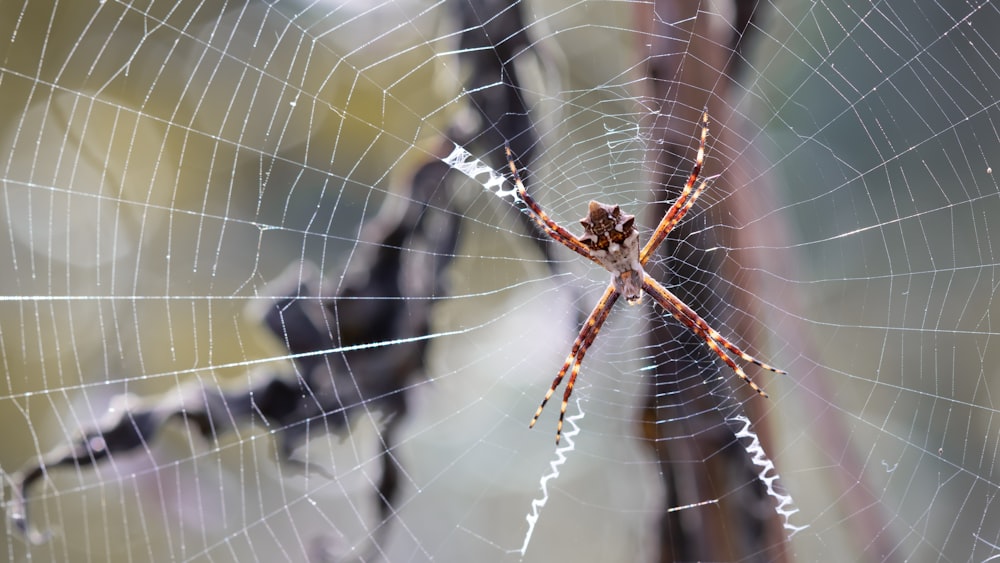 brown spider