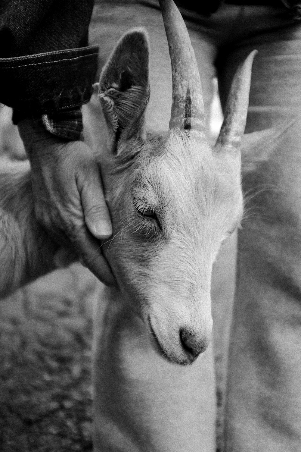 goat beside person