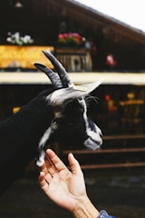 A farmer gently tending to goats with a smartphone displaying Helix AI's interface in the background.
