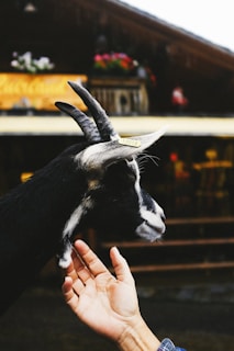A healthy goat being tested for wellness.