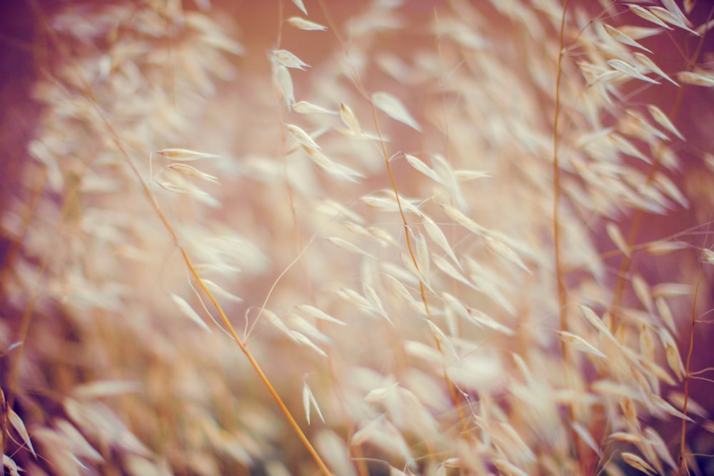 selective focus photo of white flowers