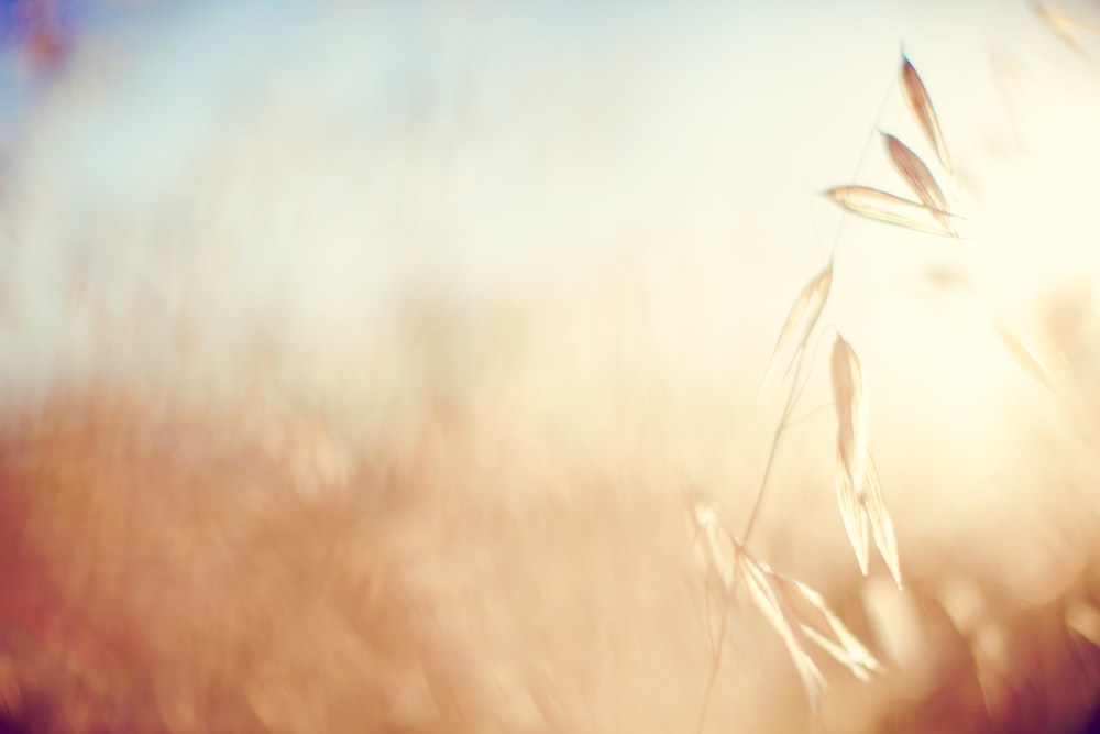 a blurry photo of a field with grass in the foreground