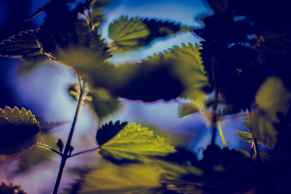 green leafed plant