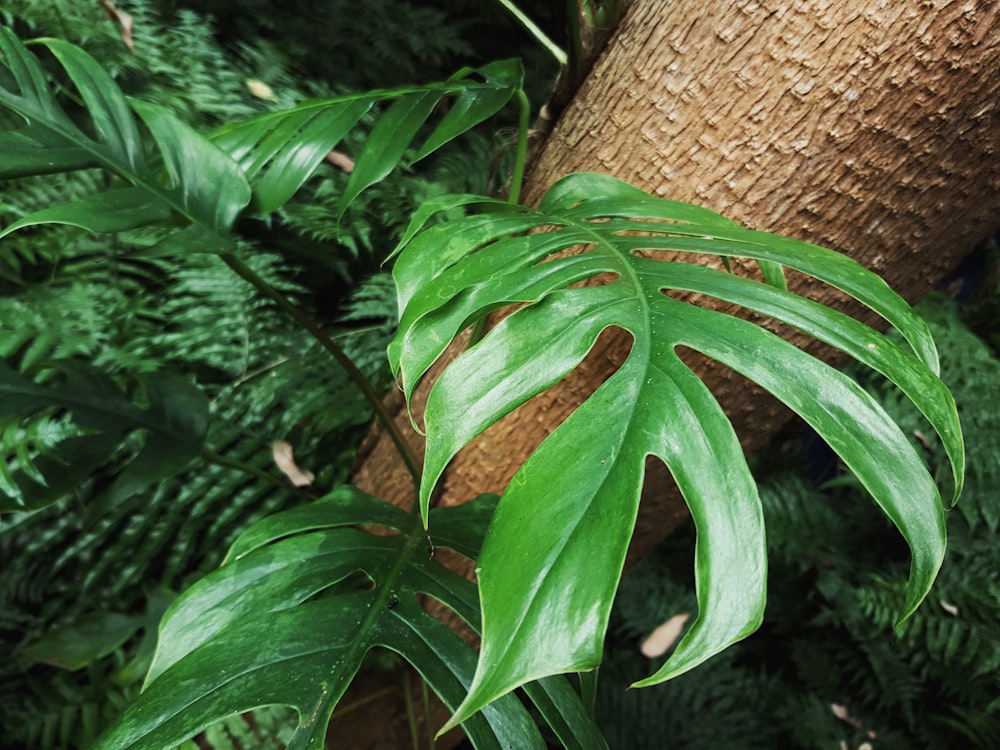 green leafed plant