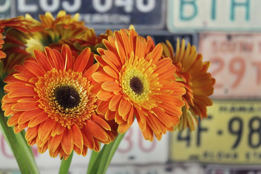 orange-petaled flowers