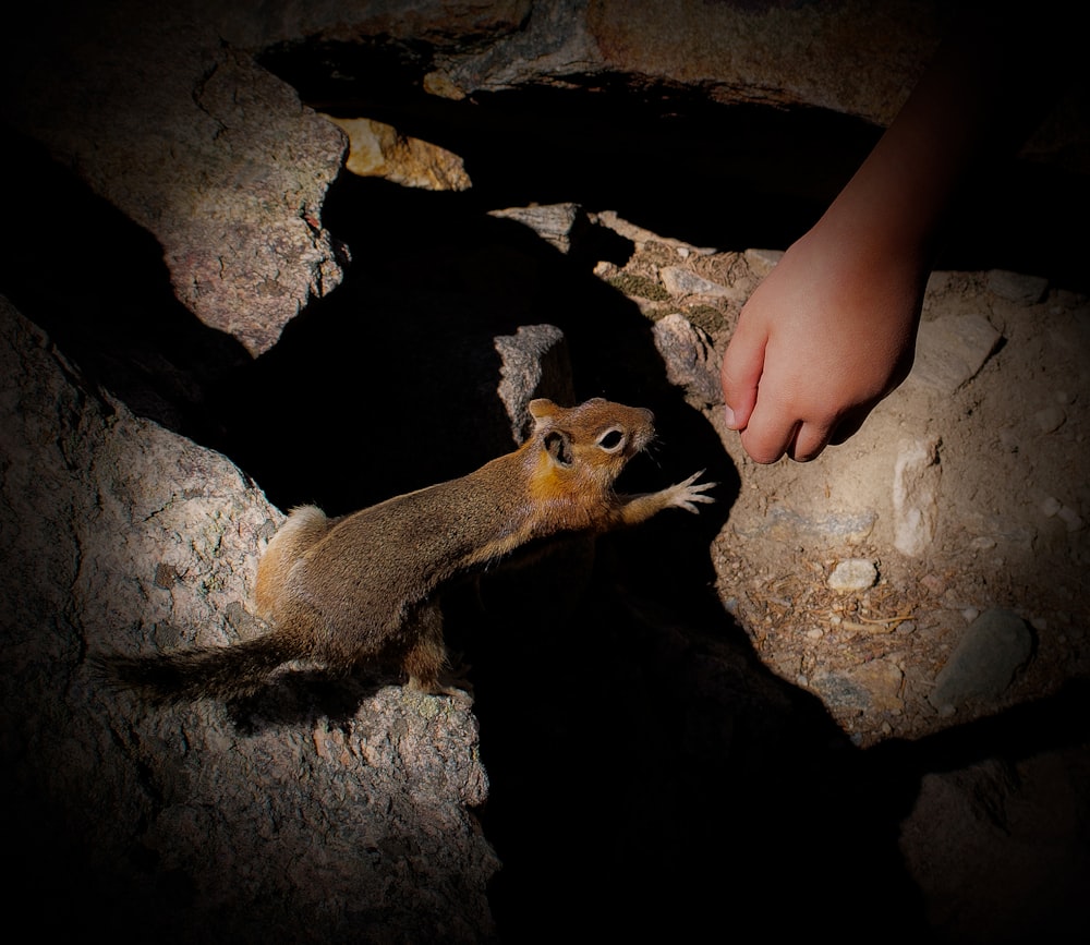 brown squirrel reaching out person's hand