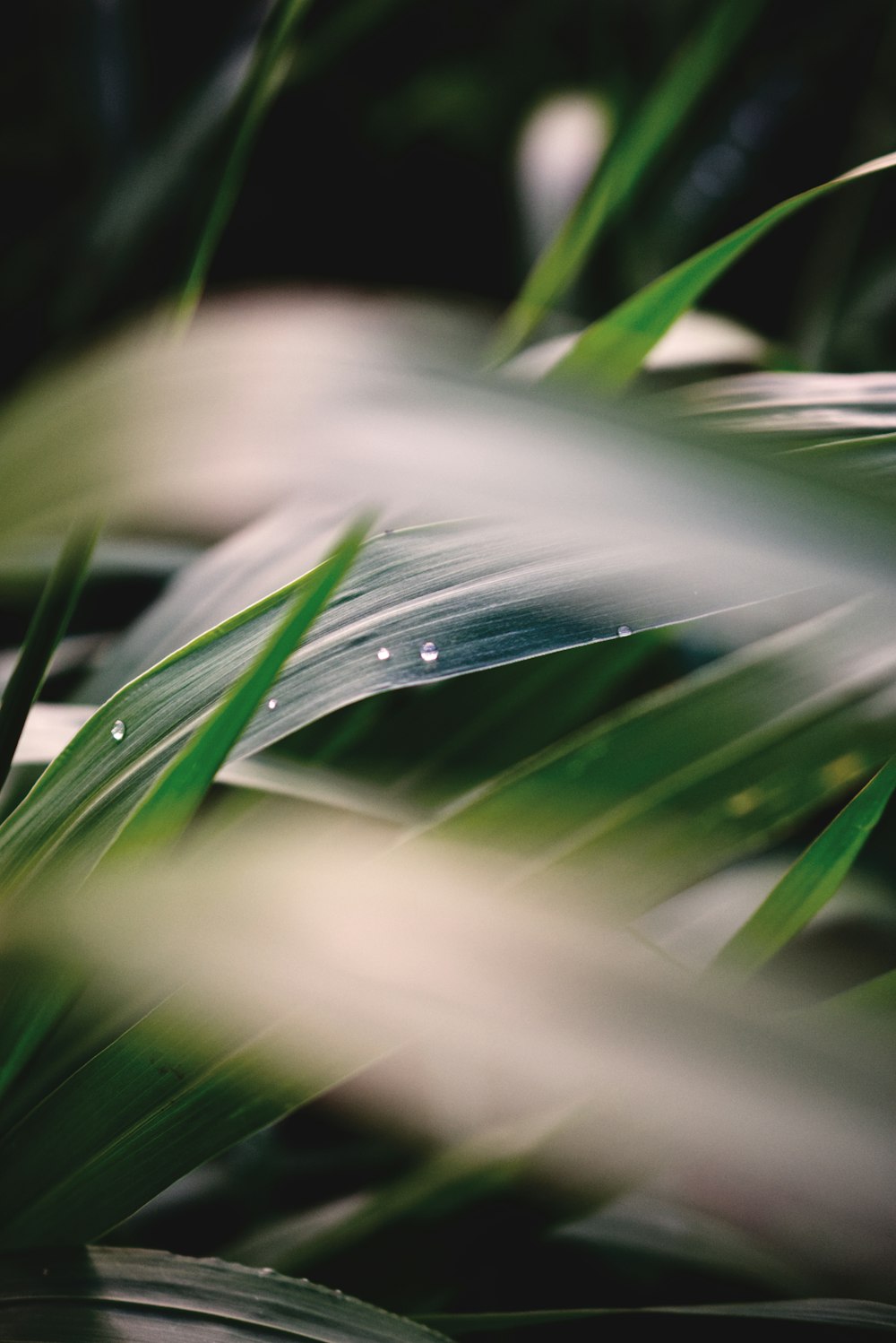 green-leafed plant