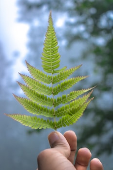 Hand holding vibrant pandan leaves against a soft natural background