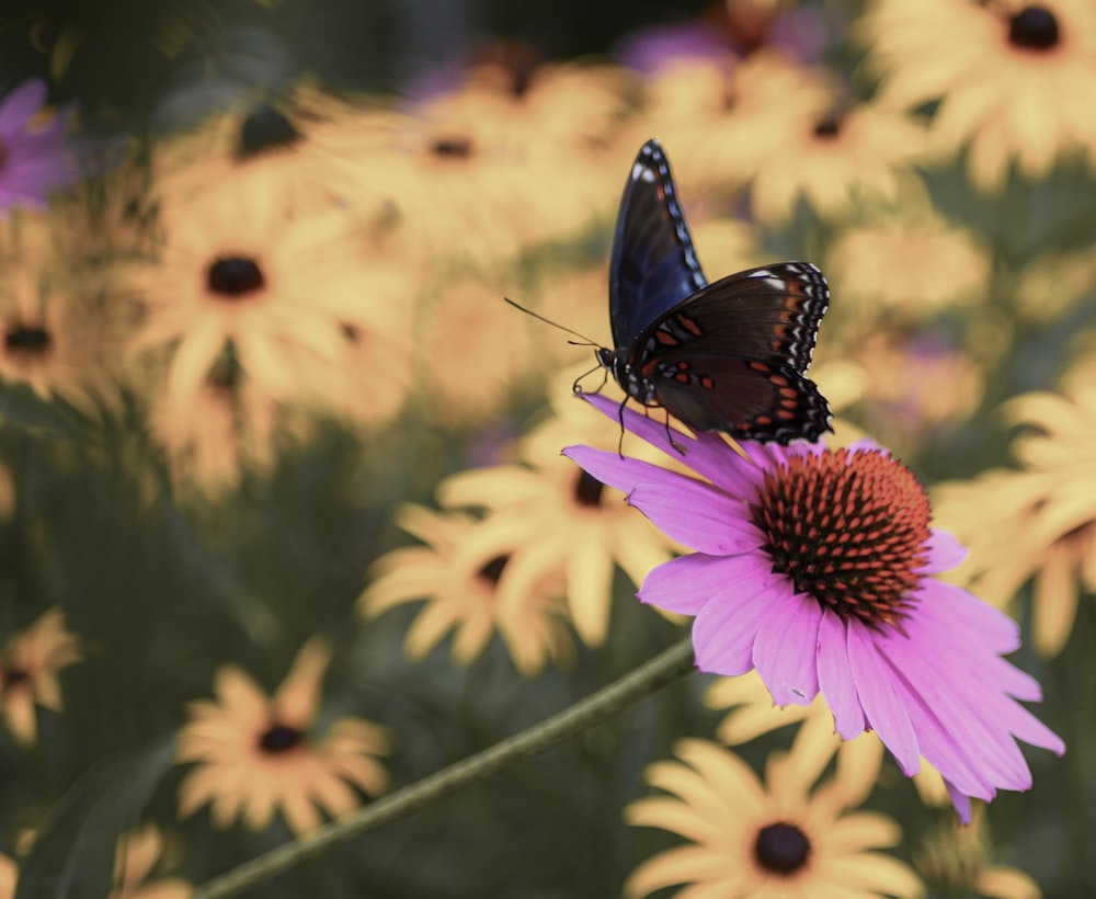 brown and black butterfly