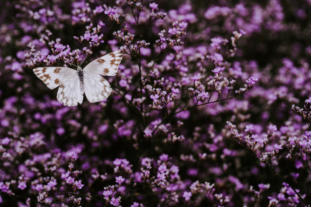 weißer Schmetterling auf lila Baum