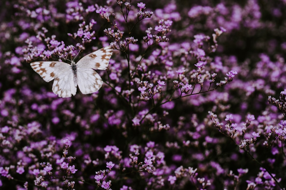 mariposa blanca en árbol púrpura