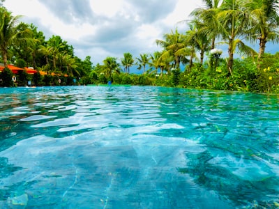 green coconut palm tree tropical teams background