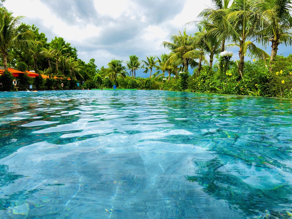 green coconut palm tree