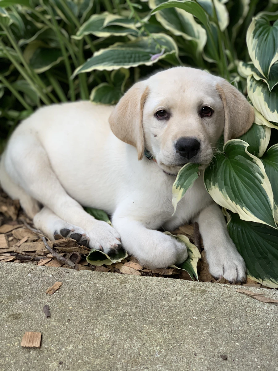 Yellow Labrador puppy lying among green hosta leaves